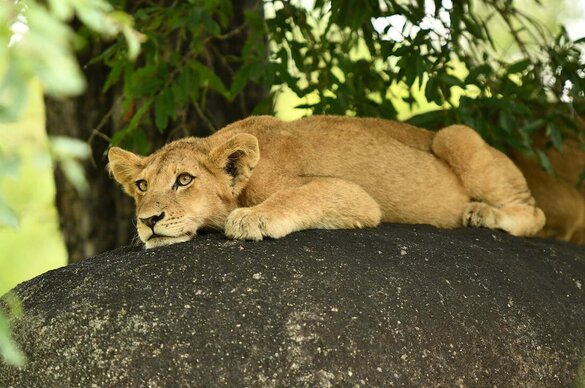 Sabi Sands Game Reserve